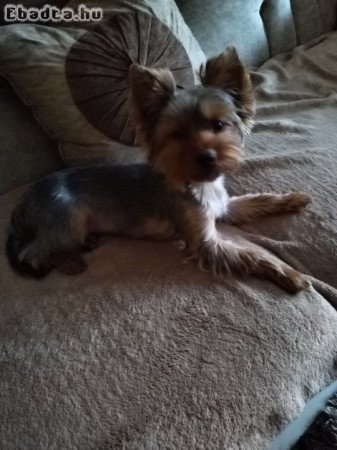 Yorkshire terrier kisfiú