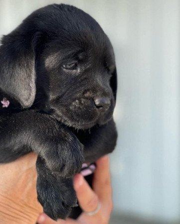 Labrador retriever