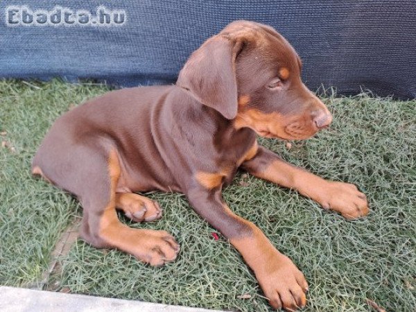 Barna Dobermann kisfiú eladó!