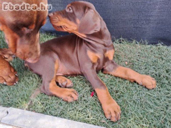 Barna Dobermann kisfiú eladó!