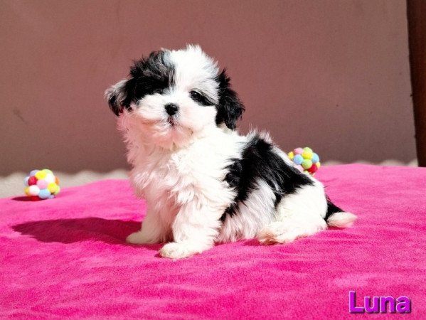 Bichon havanese