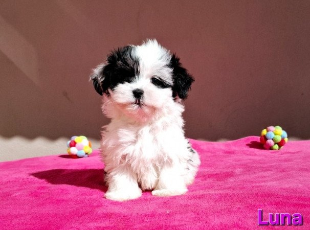 Bichon havanese