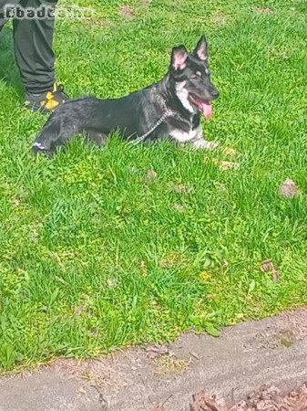 Ingyen németjuhász jellegű kutya