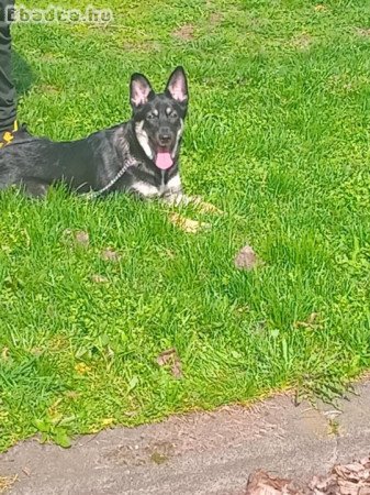 Ingyen németjuhász jellegű kutya