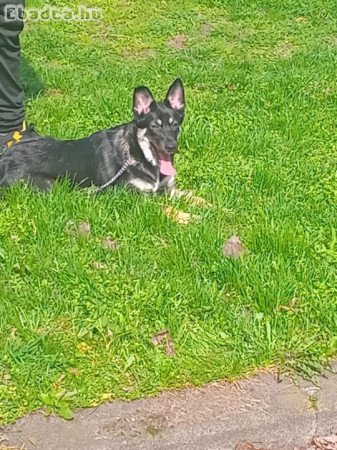 Ingyen németjuhász jellegű kutya