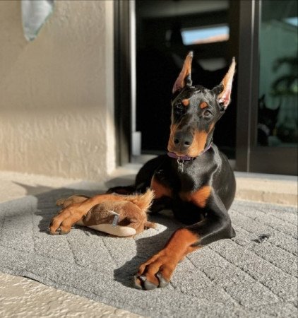 Doberman