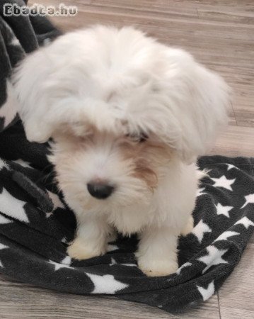 Bichon Havanese