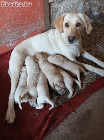 Labrador kölykök