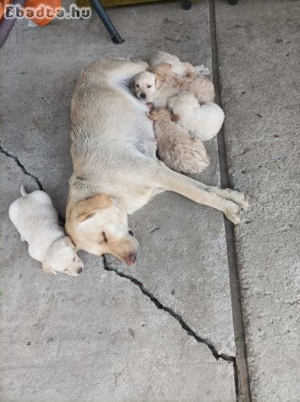 Labrador kölykök