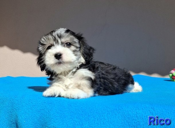 Bichon havanese