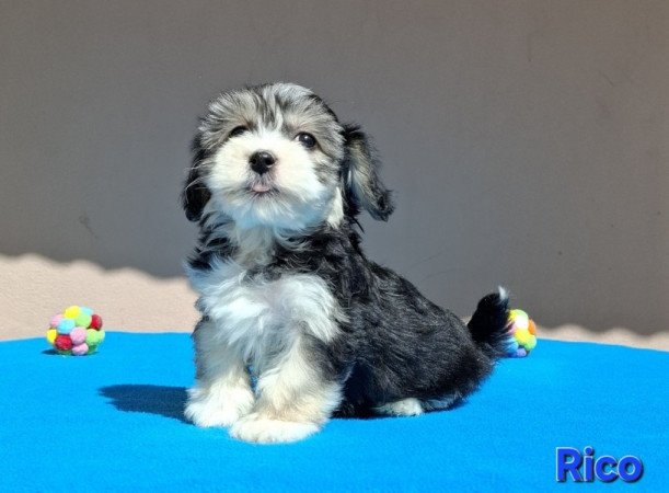 Bichon havanese