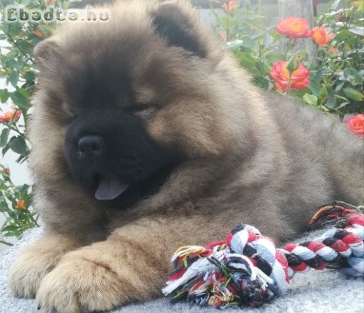 chow-chow kislány