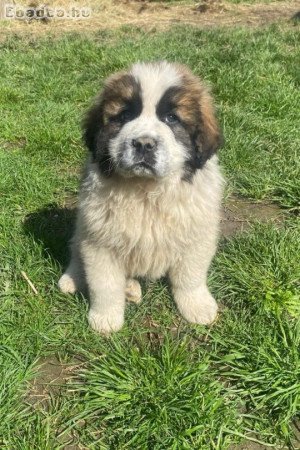 9 hetes moszkvai őrkutya