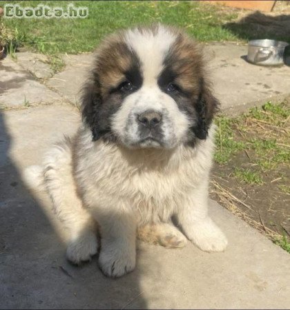 9 hetes moszkvai őrkutya