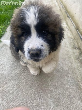 9 hetes moszkvai őrkutya