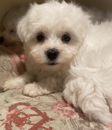 Bichon havanese