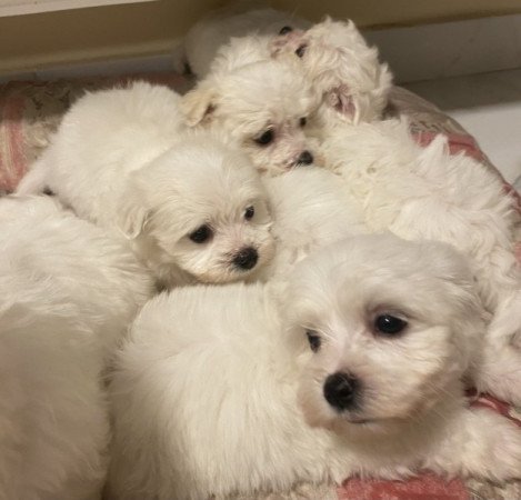 Bichon havanese