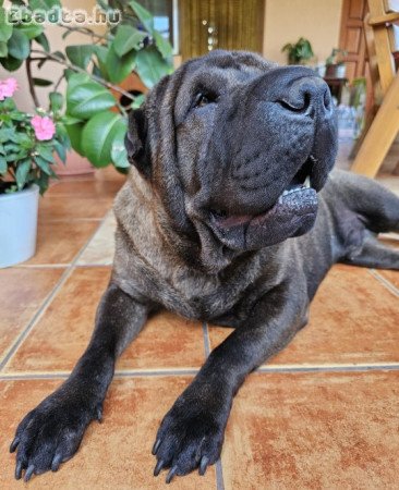 Shar-pei kan kutya fedeztetés