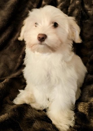 Bichon havanese