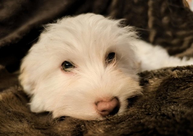 Bichon havanese