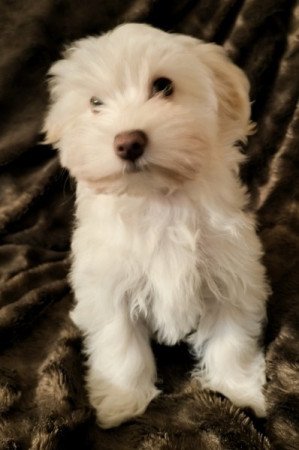 Bichon havanese