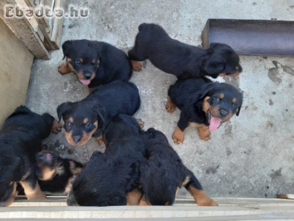 Rottweiler kiskutyák eladók Alapon Fejér megye