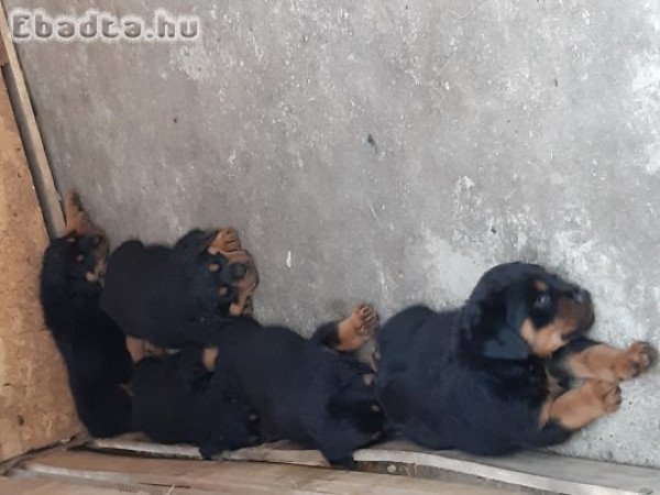 Rottweiler kiskutyák eladók Alapon Fejér megye