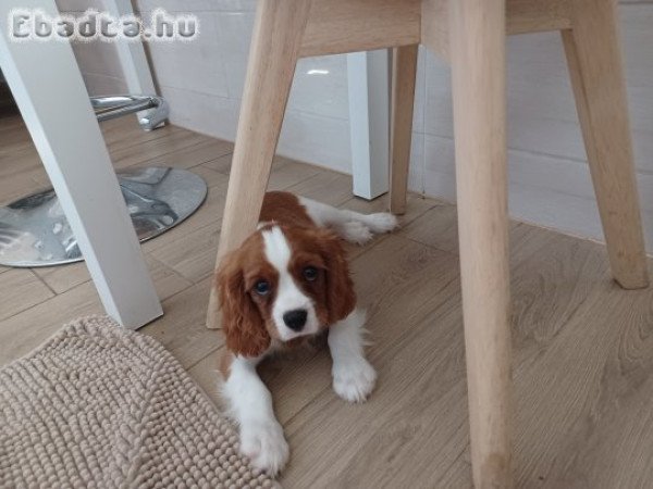 Cavalier king charles spániel