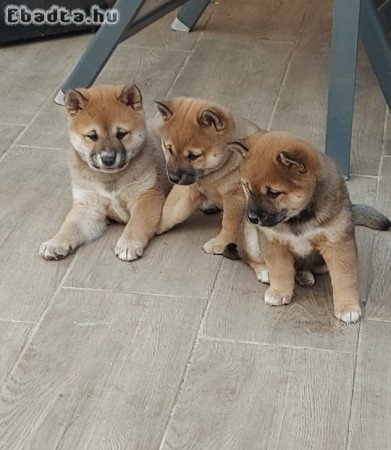 Shiba Inu kis kutyák