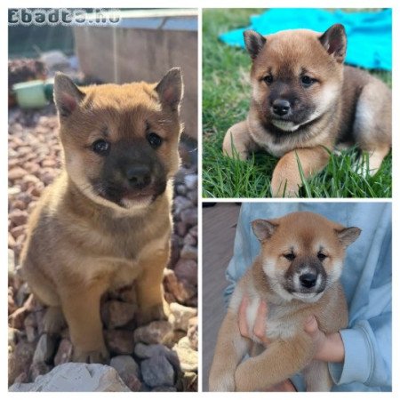 Shiba Inu kis kutyák