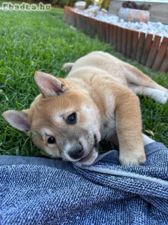 Shiba Inu kis kutyák
