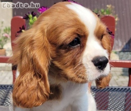 Cavalier king charles spániel