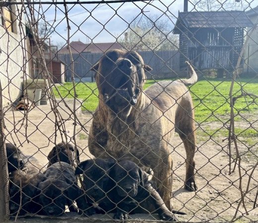 nápolyi masztiff, kanári szigeteki