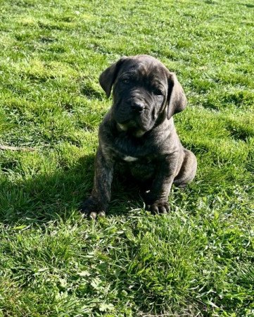 nápolyi masztiff, kanári szigeteki