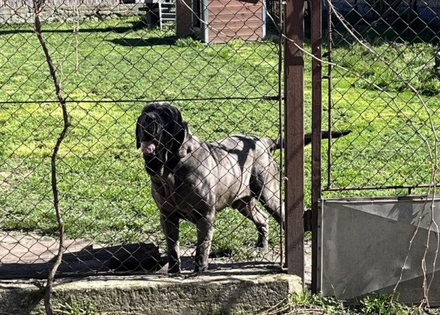 nápolyi masztiff, kanári szigeteki