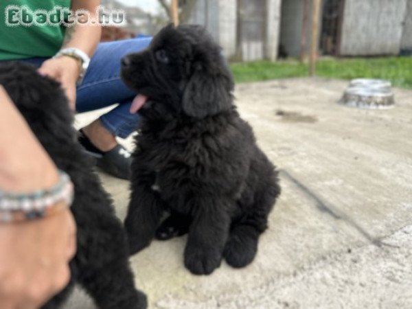 Gyönyörű Újfundlandi Kiskutyák