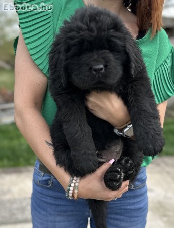 Gyönyörű Újfundlandi Kiskutyák