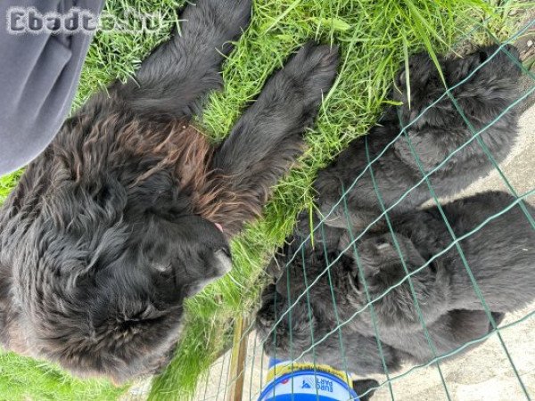 Gyönyörű Újfundlandi Kiskutyák