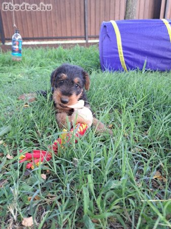 Airedale terrier kiskutyák, kölykök