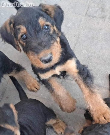 Airedale terrier kiskutyák, kölykök