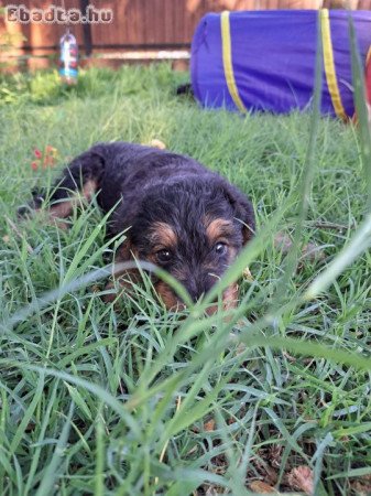 Airedale terrier kiskutyák, kölykök