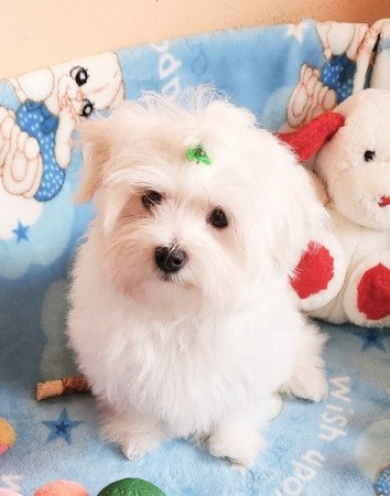 Bichon Havanese