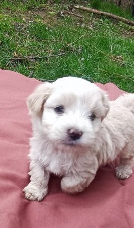 Bichon havanese