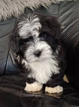 bichon havanese