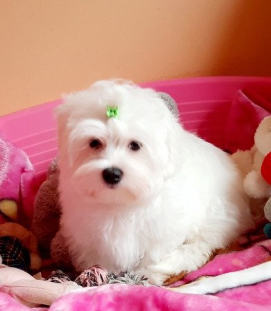 Bichon Havanese