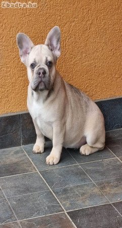 Jelkepes aron francia bulldogok