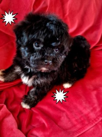 Havanese