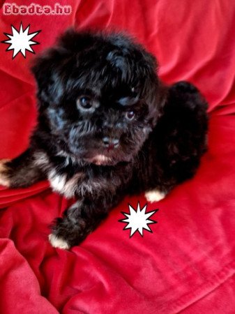 Havanese csodaszép kutyusok