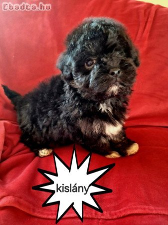 Havanese csodaszép kutyusok