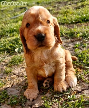 Angol cocker spániel